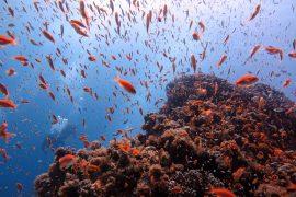 2026/05/reef-fish-climate-stress.jpg