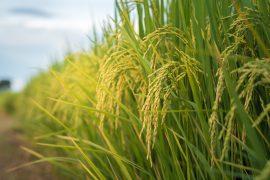 2026/05/Rice-farming-emissions.jpg