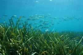 2026/05/seagrass-warming-colder-seas.jpg