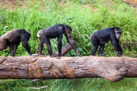 Chimpanzees