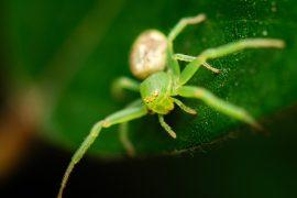Australian,Crab,Spider,Also,Called,Diaea,Prasina.,Crab,Spiders,,Some