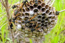2026/05/Queenless-wasp-colonies.jpg