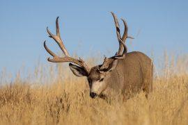 2026/05/Southwest-drought-wildlife.jpg