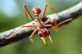 2026/05/bull-ants_navigate-by-moonlight_1m.jpg
