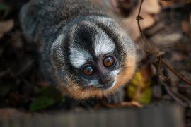 Adorable,Three-striped,Night,Monkey,Curiously,Looking,Up.,Friendly,Inquisitive,Monkey