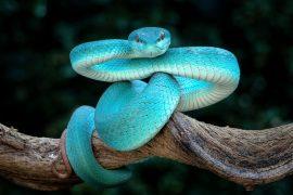 2026/05/Venomous-snake.jpg