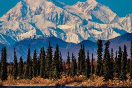 2026/05/alaska-ice-age-forest-refuge.jpg