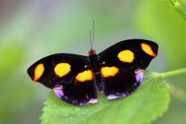 2026/05/Amazon-butterflies-drought.jpg
