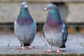 2026/05/Homing-pigeons-navigation.jpg