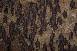 2026/05/bats-climate-change-caves-africa.jpg