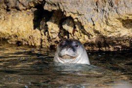2026/05/sea-caves-plastic-endangered-seals.jpg