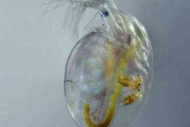 2026/05/daphnia-chemical-predator-defense-study.jpg