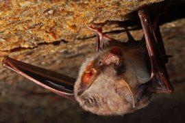2026/05/winter-bat-cave-microbes-against-fungus.jpg