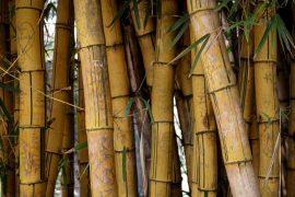 2026/05/ancient-bamboo-europe-climate-change.jpg