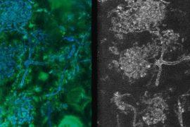 2026/05/ancient-plant-fossil-fungus-partnership.jpg
