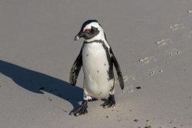 2026/05/Penguin-muscle.jpg