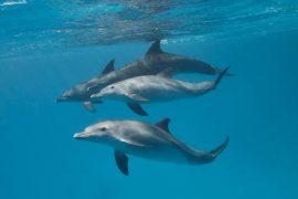 2026/05/Human-food-dolphins.jpg