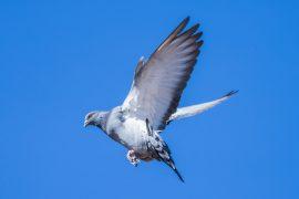 2026/05/Pigeon-magnetic-liver.jpg