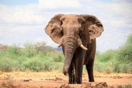 2026/05/elephant-loss-insects.jpg