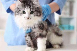 2026/05/cat-kidney-fat-buildup.jpg