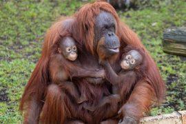 2026/05/Orangutan-breastfeeding.jpg