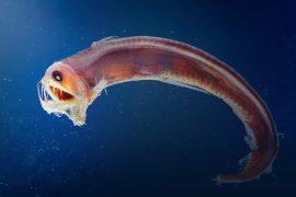 2026/05/deep-sea-fish-crystals.jpg