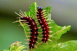 2026/05/Bean-plants.jpg