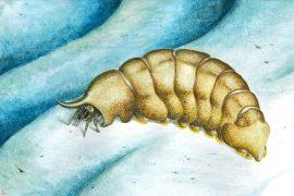 2026/05/Magnicornaspis-garwoodi.jpg