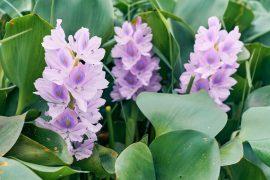 2026/05/Invasive-plant-climate.jpg