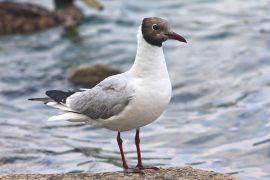 2026/06/bird-flu-survivors.jpg