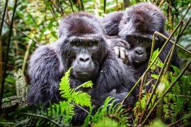 Portrait,Of,A,Mountain,Gorilla,With,Cub,At,A,Short