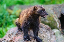 2026/06/Wolverine-conservation-program.jpg