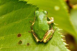 2026/06/Tadpole-orange-tail.jpg