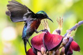2026/06/Sunbird-feeding.jpg