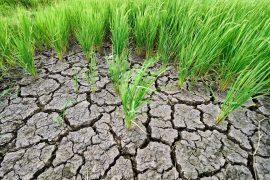 2026/06/drought-crop-nutrition.jpg