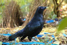 2026/06/Bowerbirds.jpg