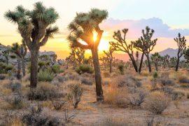 2026/06/Joshua-trees-wildfire.jpg