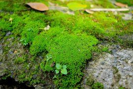2026/06/Moss-protein.jpg