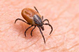 2026/06/Tick-protein.jpg