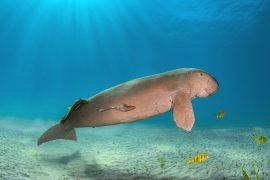 2026/06/Dugong-carbon-storage.jpg