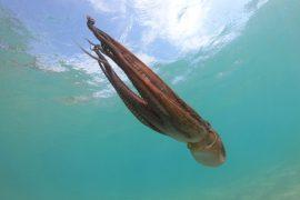 2026/06/Octopus-mirror.jpg