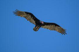 2026/06/Vulture-migration.jpg
