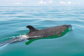 2026/06/False-killer-whales.jpg