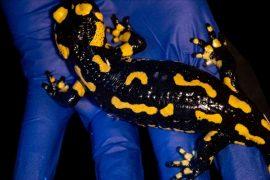 2026/06/fire-salamander-toxic-skin-hidden-glow.jpg