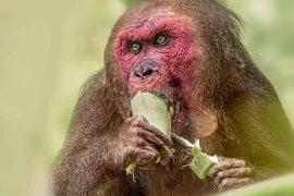 2026/06/tropical-forest-seed-dispersing-animals.jpg