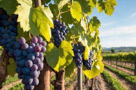 2026/06/Wine-grapes.jpg