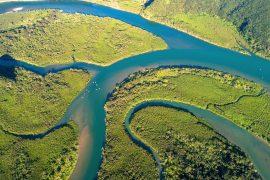 2026/06/Mangrove-recovery2.jpg