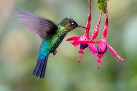 2026/06/hummingbird-flowers.jpg