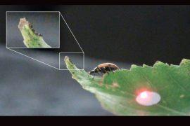 2026/06/Caterpillars-footsteps.jpg