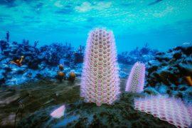 2026/06/Bryozoans.jpg